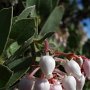 Mt. Diablo Manzanita (Arctostaphylos auriculata): A native Manzanita classified as 1B.3 by the CNPS; which means it is rare, threatened or endangered.